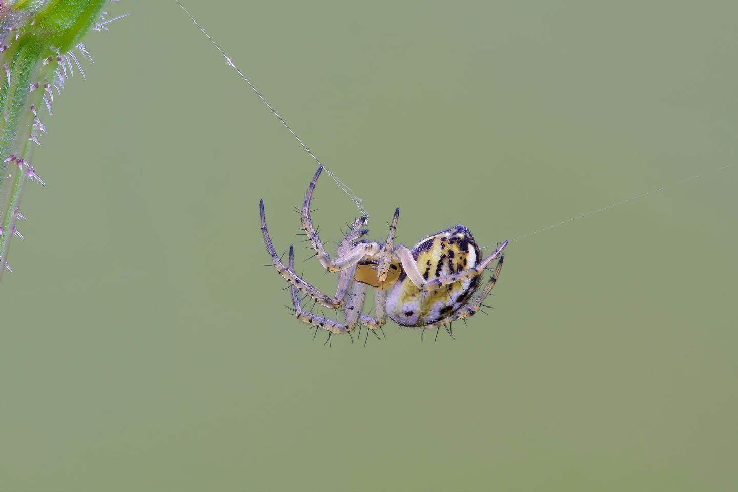 Araneidae - Mangora acalypha